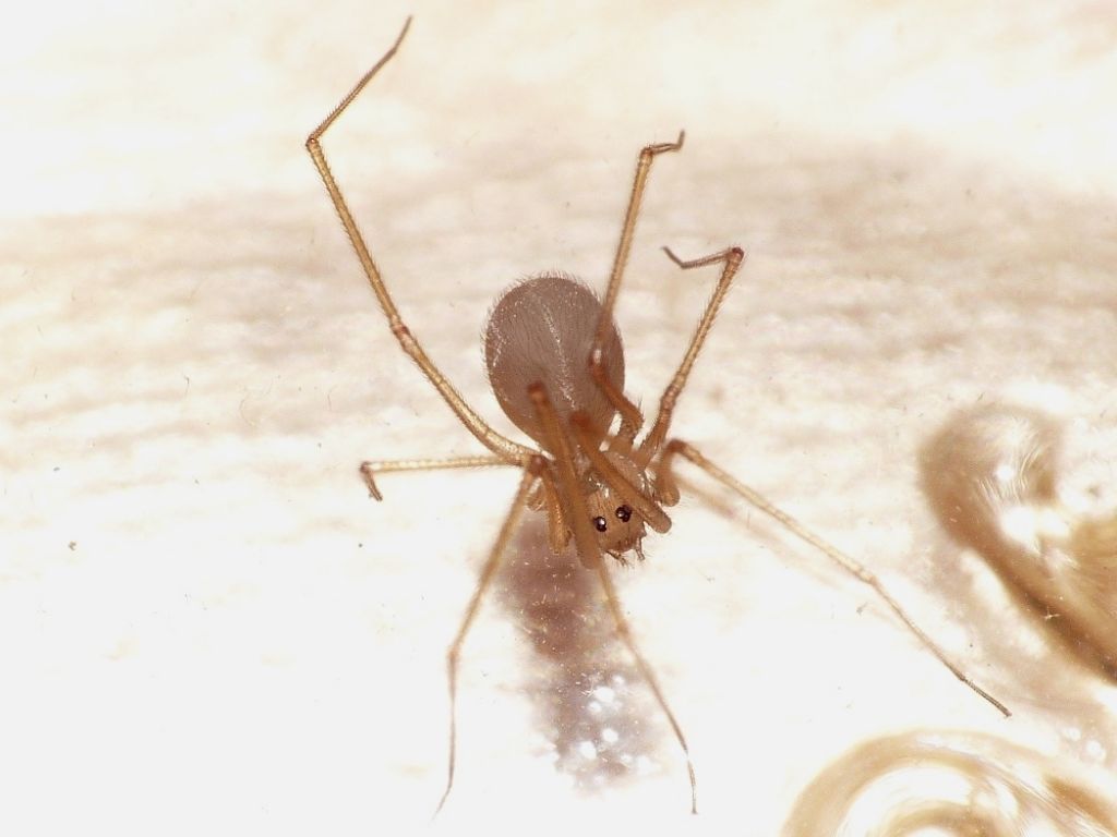 Spermophora senoculata - Roma (RM)